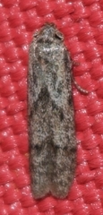 Hypatopa
