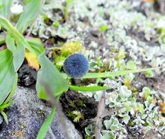 Arrhenia chlorocyanea