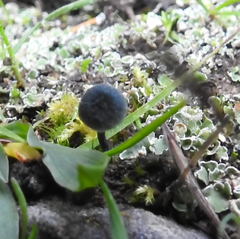 Arrhenia chlorocyanea