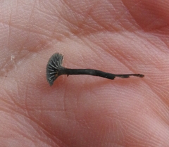 Arrhenia chlorocyanea