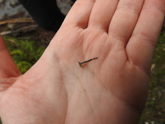 Arrhenia chlorocyanea