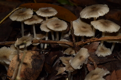 Termitomyces microcarpus