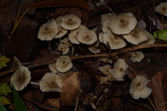 Termitomyces microcarpus