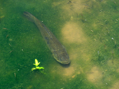 Argentine Wolf Fish photo 2