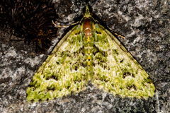 Pasiphila melochlora