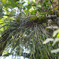 Brassavola