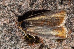 Gelophaula