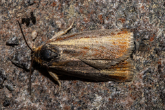 Gelophaula