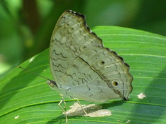 Junonia atlites atlites