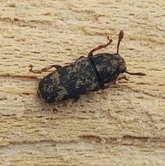 Basitropis nitidicutis