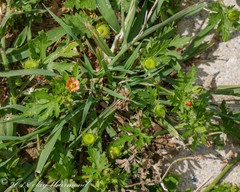 Modiola caroliniana