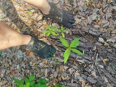 Asclepias curassavica