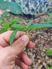 Asclepias curassavica