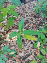 Asclepias curassavica
