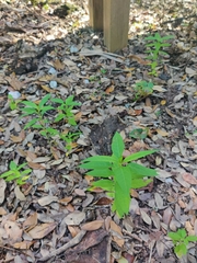 Asclepias curassavica
