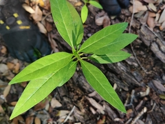 Asclepias curassavica