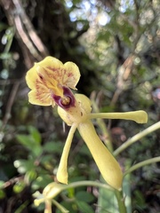 Epidendrum scytocladium