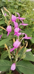 Dicliptera lanceolaria