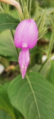 Dicliptera lanceolaria