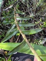 Epidendrum scytocladium