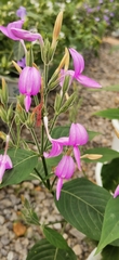 Dicliptera lanceolaria