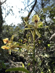Epidendrum scytocladium