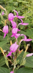 Dicliptera lanceolaria