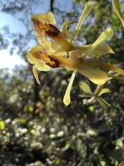 Epidendrum scytocladium