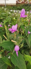 Dicliptera lanceolaria