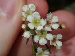Sannantha pluriflora