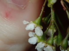 Sannantha pluriflora