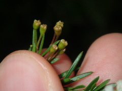 Sannantha pluriflora