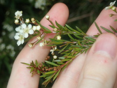 Sannantha pluriflora