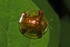 Aspidimorpha sanctaecrucis