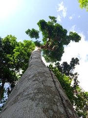 Maytenus guatemalensis