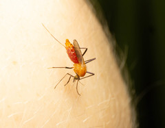 Coquillettidia xanthogaster