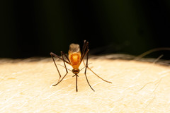 Coquillettidia xanthogaster