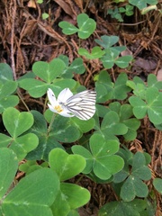 Pieris marginalis venosa