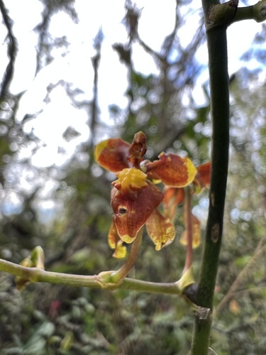 Cyrtochilum exasperatum, photograph 6