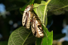 Dermolepida albohirtum