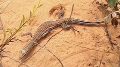 Varanus eremius