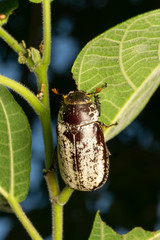 Dermolepida albohirtum