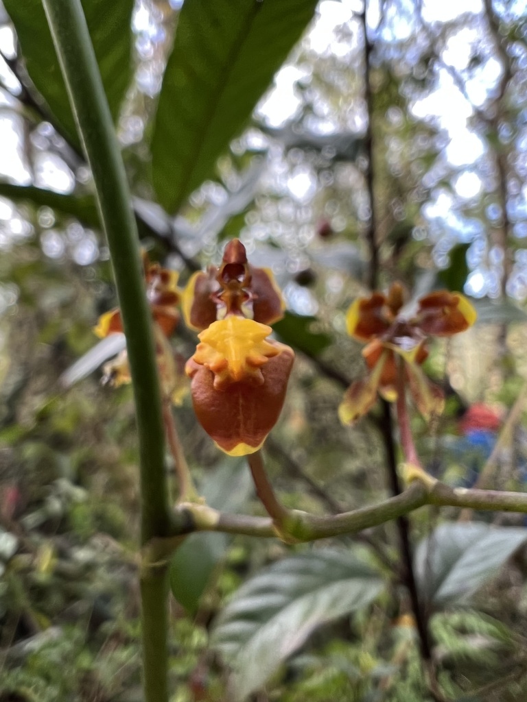 Cyrtochilum exasperatum