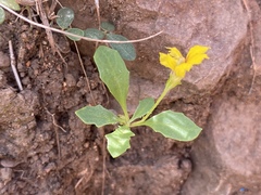 Goodenia glabra