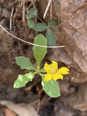 Goodenia glabra