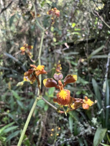 Cyrtochilum exasperatum, photograph 5