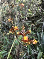 Cyrtochilum exasperatum, photograph (c) Nicolás Baresch Uribe, some rights reserved (CC BY)