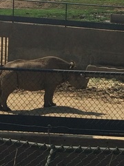 Rhinocerotidae