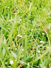 Spilanthes leiocarpa