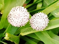 Spilanthes leiocarpa
